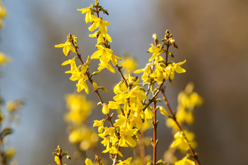 Beautiful park countryside garden view of blooming yellow small flowers with leafs.
