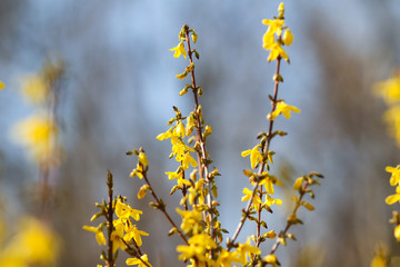 Beautiful park countryside garden view of blooming yellow small flowers with leafs.