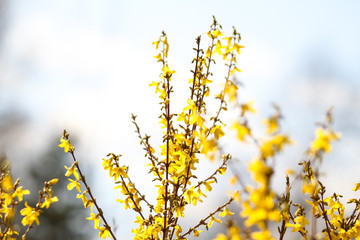 Beautiful park countryside garden view of blooming yellow small flowers with leafs.