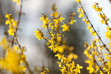 Beautiful park countryside garden view of blooming yellow small flowers with leafs.
