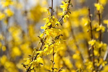 Beautiful park countryside garden view of blooming yellow small flowers with leafs.