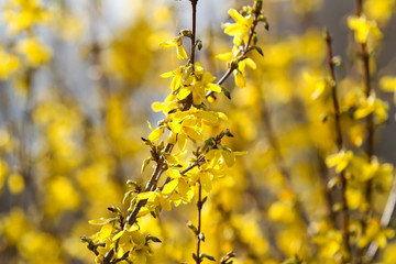 Beautiful park countryside garden view of blooming yellow small flowers with leafs.