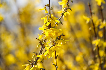 Beautiful park countryside garden view of blooming yellow small flowers with leafs.