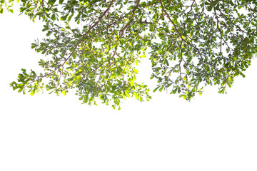 Green leaf and branches on white background