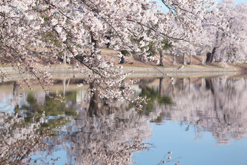 湖の桜（徳良湖）