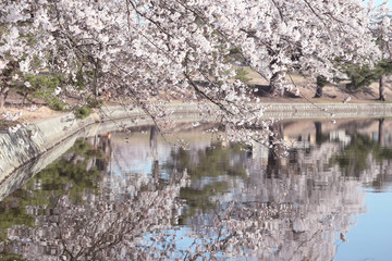 Fototapeta na wymiar 湖の桜（徳良湖）