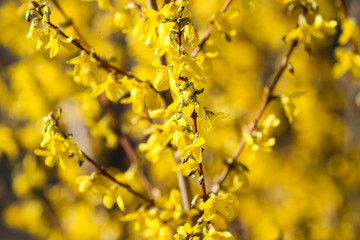 Beautiful park countryside garden view of blooming yellow small flowers with leafs.