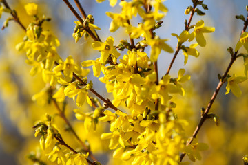 Beautiful park countryside garden view of blooming yellow small flowers with leafs.