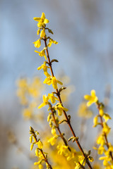 Beautiful park countryside garden view of blooming yellow small flowers with leafs.