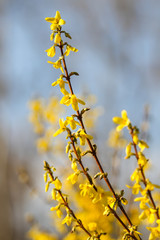 Beautiful park countryside garden view of blooming yellow small flowers with leafs.