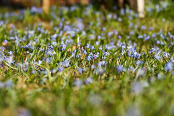 Beautiful summer view of green grass with small blue flowers.