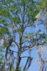 spanish moss