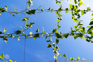 The cucumber and green leaves hanging on vine with blue sky, vegetables, herbs