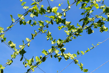 The cucumber and green leaves hanging on vine with blue sky, vegetables, herbs