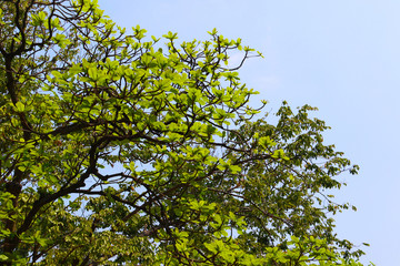 The big tree with fresh green leaves on branch on blue sky background