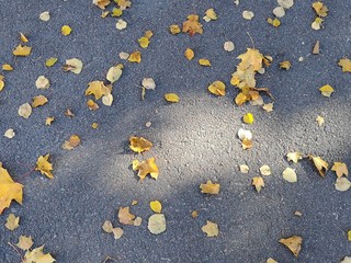 Fototapeta na wymiar Gold leaves