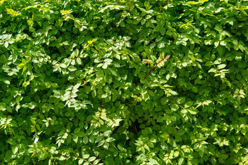 Fototapeta na wymiar Green leaves backgroun texture. Ecology as a lifestyle.