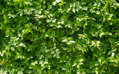 Green leaves backgroun texture. Ecology as a lifestyle.