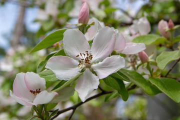 Blooming pink floral background. Blooming branch in spring garden, macro image with copyspace and beautiful bokeh.