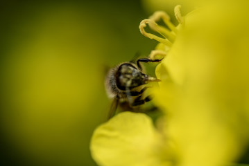 bee sucks nectar from rasp flowers macro shot