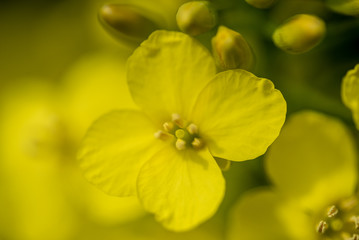 rasp flowers leaves macro shot