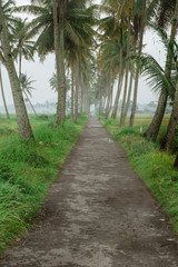 Fototapeta na wymiar beautiful coconut tree country road in the morning