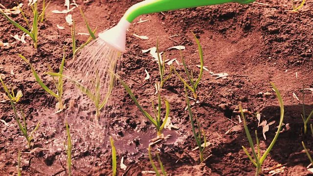 Watering sprouted garlic from a watering can in early spring
