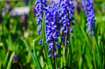 Beautiful Blue Flowers Muscari Viper Onion Mouse Hyacinth