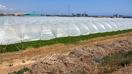 Modern growing vegetables on greenhouse plantations