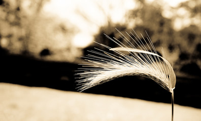 A blade of grass or weed isolated 