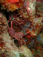 Hinge-beak Shrimp Rhynchocinetes durbanensis on hard coral during leisure dive in Sabah, Borneo.