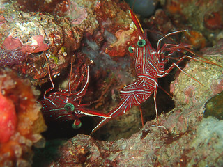 Hinge-beak Shrimp Rhynchocinetes durbanensis on hard coral during leisure dive in Sabah, Borneo.