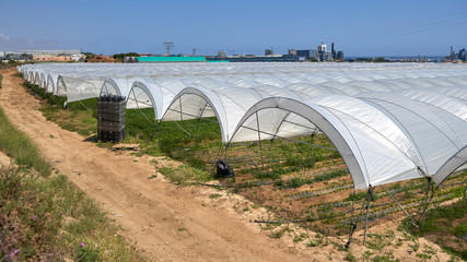 Modern growing vegetables on greenhouse plantations
