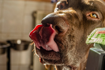 Pet licked nose after yummy