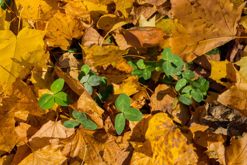 Abstract autumn leafage with green sprouts on grass