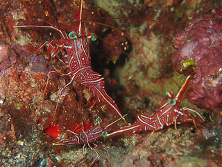 Hinge-beak Shrimp Rhynchocinetes durbanensis on hard coral during leisure dive in Sabah, Borneo.