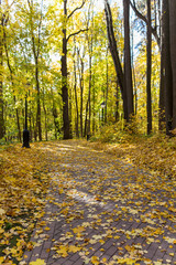 Road in the autumn park covered with yellow leaves