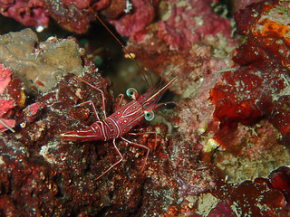 Hinge-beak Shrimp Rhynchocinetes durbanensis on hard coral during leisure dive in Sabah, Borneo.