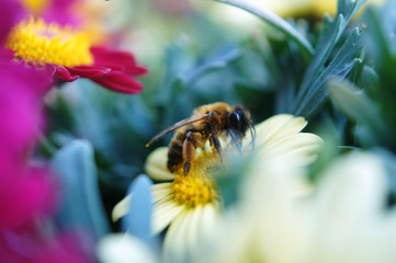 Biene auf einer Blume