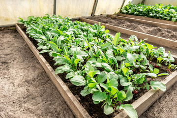 Young radish plant in garden soil.