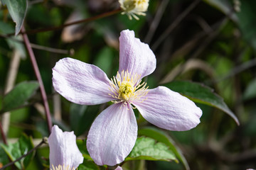 Clematis Flower in Bloom in Springtime