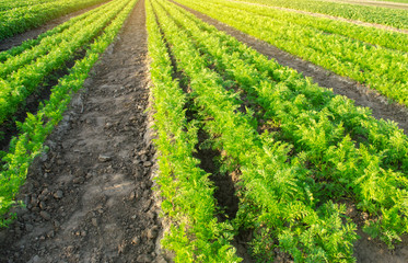 Fototapeta na wymiar Carrot plantations grow in the field. Vegetable rows. Growing vegetables. Farm. Landscape with agricultural land. Crops Fresh Green Plant Agriculture Farming. Selective focus