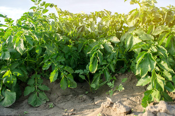 Obraz premium Potato bushes grow in the field. Vegetable rows. Agricultural grounds. Crops Fresh Agriculture Farming Farm. Potatoes