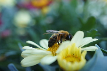 Biene auf einer Blume