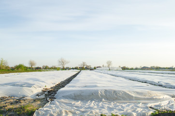 Growing vegetable. Small greenhouses. Spunbond to protect against frost and keep humidity of vegetables. Agricultural grounds. Potatoes. Farm Field Agriculture Farming. Selective focus