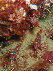 Hinge-beak Shrimp Rhynchocinetes durbanensis on hard coral during leisure dive in Sabah, Borneo.