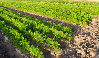 Carrot plantations grow in the field. Vegetable rows. Growing vegetables. Farm. Landscape with agricultural land. Crops Fresh Green Plant Agriculture Farming. Selective focus