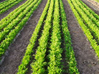 Fototapeta na wymiar Carrot plantations are grown in the field. Vegetable rows. Organic vegetables. Landscape agriculture. Farming Farm. Selective focus