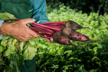 Farmer holding fresh beet. Vegetables harvest. Organic fresh harvested vegetables.