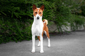 .Portrait of a red basenji standing in a park not against a background of green trees in summer. Basenji Kongo Terrier Dog.